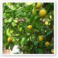カプリ島の眺めの美しいソレントのレモン農家イメージ